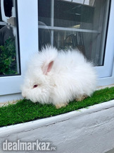 Angora Rabbit All Colors 6 Months