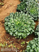 Tatsoi Mustard Seeds