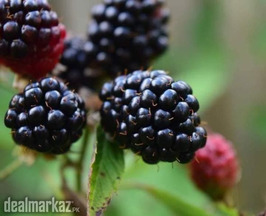 Kiowa Blackberry Plant