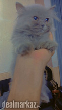 Female Persian kitten for sale smokey grey colour triple coat