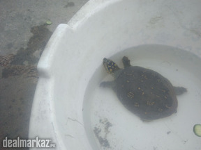 Sae-animal turtle