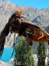 GOLDEN EAGLE urgent for sale