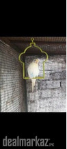 Healthy Female Budgie Parrot for Sale