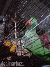 Raw female parrot