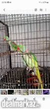 2 Raw parrots male, 1 Ringneck male, 1 Ringneck female