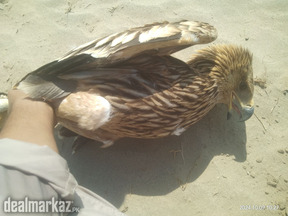 Imperial Eagle for sale