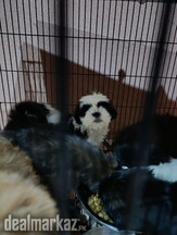Shihtzu puppies rehoming