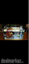 Best Betta house