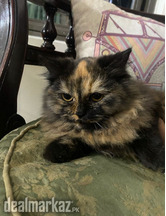Persian multi coloured Kitten