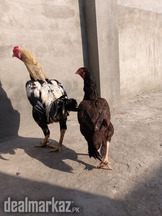 Aseel pair with 6 chicks for sale
