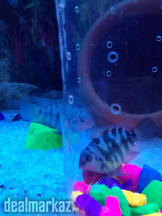 Female Blue polar parrot fish