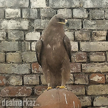 Baby Golden Eagle