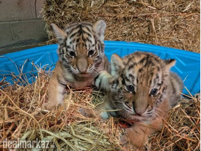 Bengal tiger cub