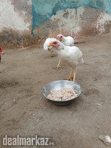 ASEEL HENS for sale