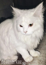 Trained White Persian Cat for Sale