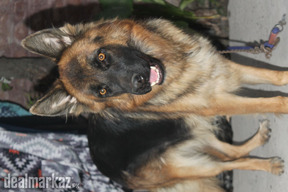 Germany shepherd female for sale