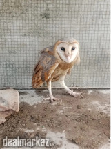 A big Golden British Barn OWL