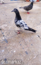 High flyer teddy pigeon kabli gola kabootar