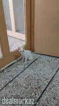 Persian short hair cat looking new home