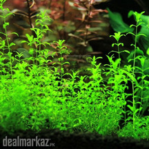 Aquatic plants and River sand