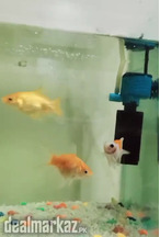 Aquarium for sale