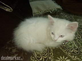 Punch face Persian Cat