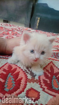 Vaccinated Persian kittens Available