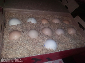 Aseel fertile eggs ( pure Heera and Hera muskha cross)