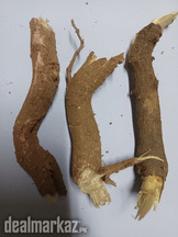 Withania Somnifera plant / and roots