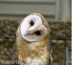 White Barn OWL ( Ullu