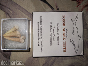 Genuine Fossil Shark Teeths from Morocco (50 Million Years Approx)