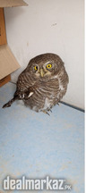 "Elegant Owl for Sale – A Beautiful Bird at an Unbeatable Price!"