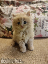 Persian kittens Triple Coat for Sale