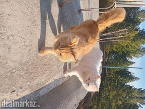Cute Persian cat