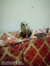 A Beautiful owl ???? available for Sale