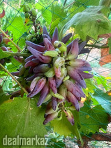 Witch finger grape cuttings (per cutting)