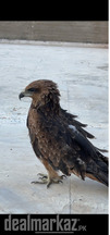 Golden Eagle babe