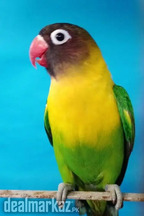 Lovebirds for sale