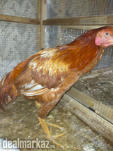 Aseep male female breeder available for sale in. Lahore