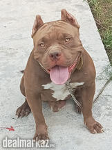 American Pitbull pedigree