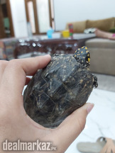 Black pond turtles for sale