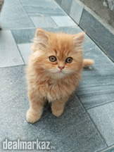 Persian cat| Persian kittens