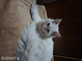 Persian Cat for sale
