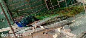 Peacock home bread age about 3-4 years