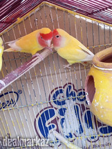 Lovebirds common lutino pair for Sale , budgie pair available
