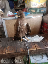 Golden Eagle for sale young and healthy