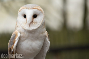 Owl human friendly pet