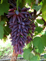 Witch Finger grapes 1 year old plant unique grape variety in Pakistan