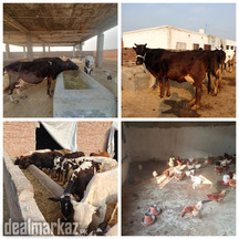 COWS / BULLS /WACHAS /LIGHT SUSSEX / HENS /CHICKS