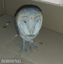 Urgent for sale owl bird